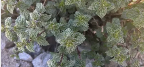 ბოტანიკური ილუსტრაცია (დროებითი)